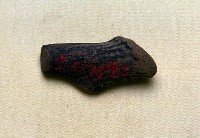 藏品(鹿角基部)的圖片